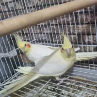 جفت عروس هلندی