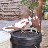 کفتر کبوتر افغانی دمسفید . افغونی