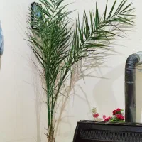 درختچه خرما