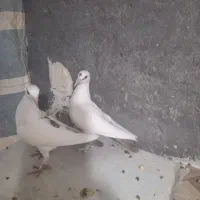 جغفت جوجه دمی اصل