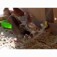 سه عدد کفتر گمشده کله دم سبز اشکذر
