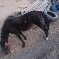 مادیون ۶سال ابستن از یه اسب کورد بسیار ارام ونجیب