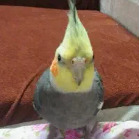 عروس هلندی نر