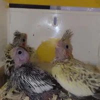 فروش جفت عروس هلندی جوجه داده|پرنده|چابکسر, |دیوار