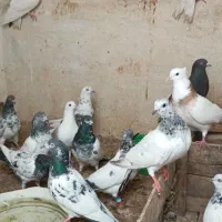 کبوتر|پرنده|بندر ماهشهر, |دیوار