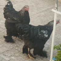 برهما بلک