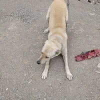 واگذاری یک عدد حیوان