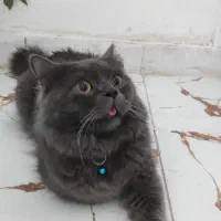 واگذاری گربه بریتیش|گربه|کازرون, |دیوار