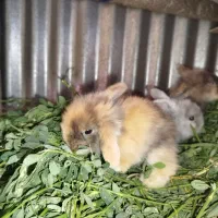 بچه خرگوش لوپ اصل