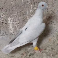 موشی نقره ی