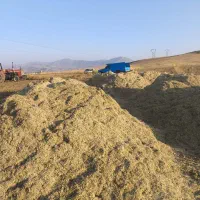 کاه لوبیا