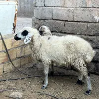 میش|حیوانات مزرعه|سیرجان, |دیوار