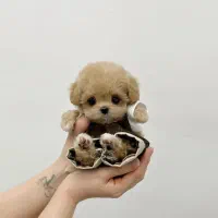 تخفیف ویژه سگ های اپارتمانی پودل مالتیز