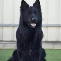 روتواایلر کین کورسوو دوبرمن بلک توله سگ ژرمن رکسی|سگ|تهران, شهرک غزالی|دیوار