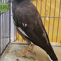 مرغ مینا سخنگو