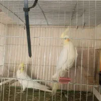 عروس هلندی