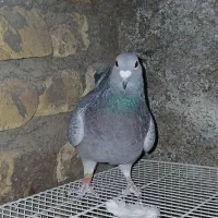 پولک نر پلاکی