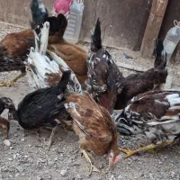 خروس|حیوانات مزرعه|اهواز, ملاشیه|دیوار