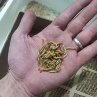 سوسک اصلاح نژاد شده وکرم میلورم|خزنده|الوند, |دیوار