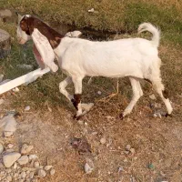 بز پاکستانی|حیوانات مزرعه|برازجان, |دیوار