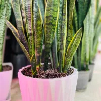 گل و گیاه طبیعی|گل و گیاه طبیعی|رودهن, |دیوار