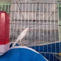 جوجه قناری نر