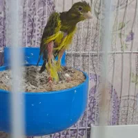 قناری جفت جیور وفر با جوجه هاشون|پرنده|مشهد, خواجه ربیع|دیوار