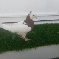 کبوتر شهرب|پرنده|شیراز, کرونی(خاتونک)|دیوار