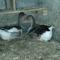 مرغ خروس قاز