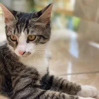 واگذاری رایگان