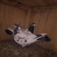 کفتر پرشی|پرنده|قم, شاه ابراهیم|دیوار