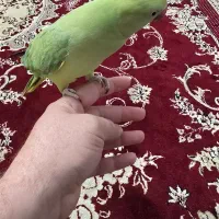 طوطی ملنگو کاملا رام و دستی|پرنده|لنگرود, |دیوار