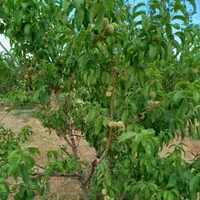 باغ به متراژ ۲۰۰۰متر در شربیان|فروش خانه و ویلا|مهربان, |دیوار