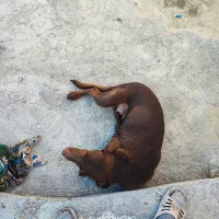 سگ دنبالی|سگ|کلاله, |دیوار