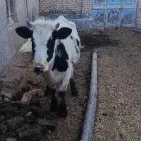 گوساله ماده