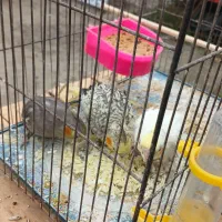 عروس هلندی مختلف|پرنده|فومن, |دیوار