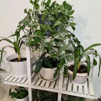 گل همراه استند|گل و گیاه طبیعی|بندر کنگان, |دیوار