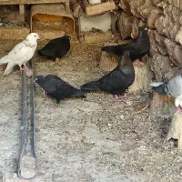 طوقی. زاغ|پرنده|سامان, |دیوار