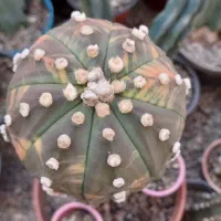 کاکتوس ابلق