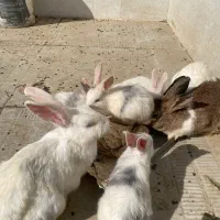 خرگوش خانگی|موش و خرگوش|پیرانشهر, |دیوار