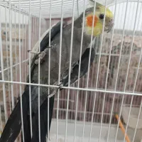 عروس هلندی نر