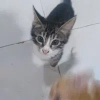 گربه ماده کوچولو