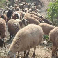 گوسفند کشتاری و داشتی درجه یک همه چاق|حیوانات مزرعه|قائمشهر, |دیوار