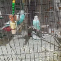 مرغ عشق|پرنده|گلبهار, شهر جدید گلبهار|دیوار