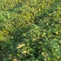 نهال توت فرنگی نشا توتفرنگی سابرینا
