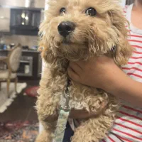 فروش سگ پودل