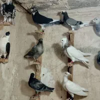 کبوتر - کفتر
