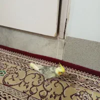 جوجه عروس گل باقالی|پرنده|قم, بنیاد|دیوار