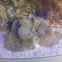 اکواریوم ابشور|ماهی|سهند, |دیوار