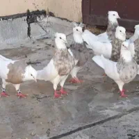 بار جدید کبوتر طوقی و دم سفید رسید|پرنده|قم, قلعه کامکار|دیوار